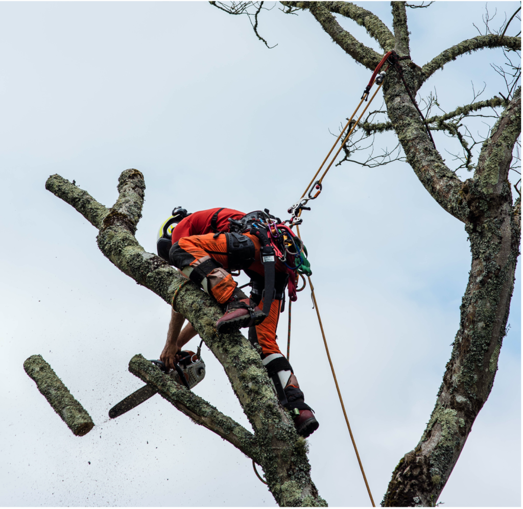 Baumpfleger in Soest am arbeiten