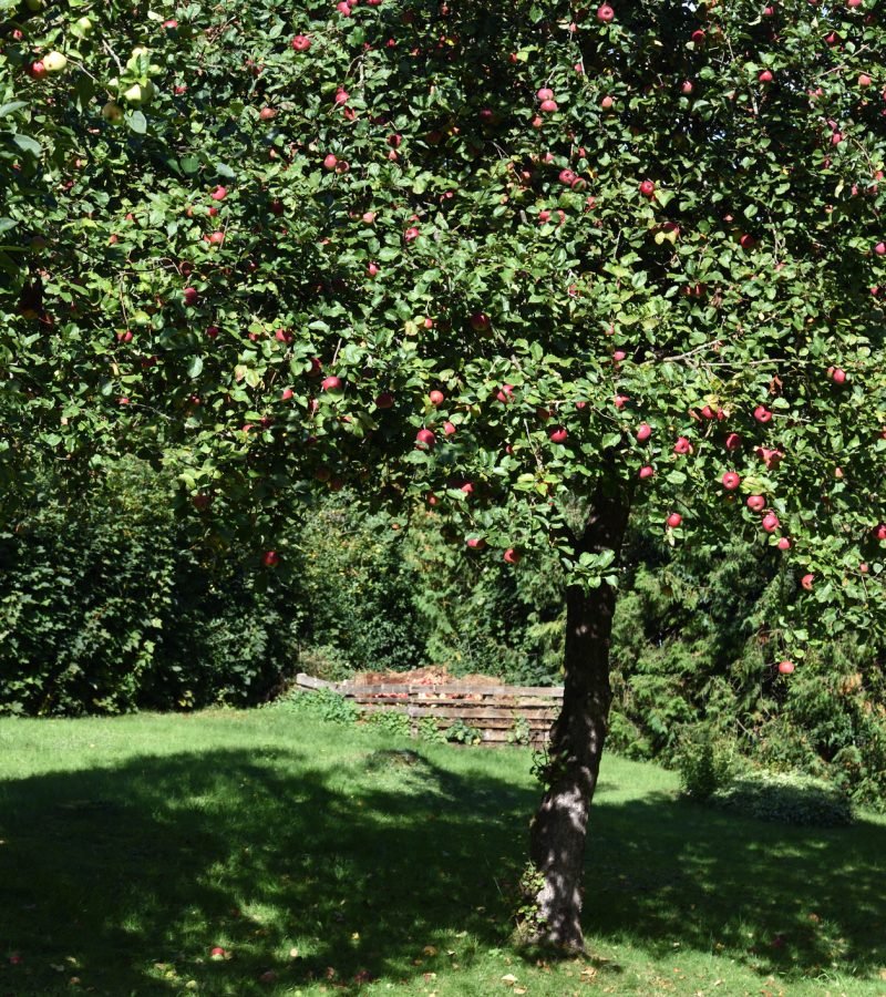 Obstbaumschnitt Baumpflege Soest