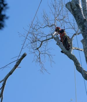 Baumpfleger am Arbeiten in Soest